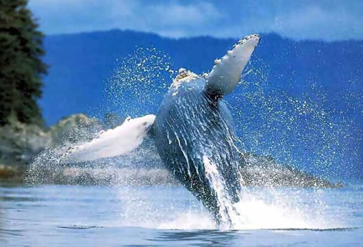 Se protegen ballenas, pues valen más vivas que muertas