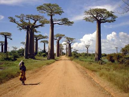 El Paraíso está en Madagascar - 615 nuevas especies