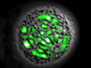 Crean el primer láser viviente