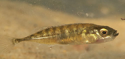 ¿Sabías que el pez espinoso es tan listo que para tomar decisiones observa a los demás?