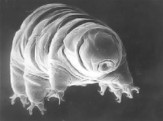 ¿Sabías que el “oso de agua” es considerada una criatura casi indestructible?