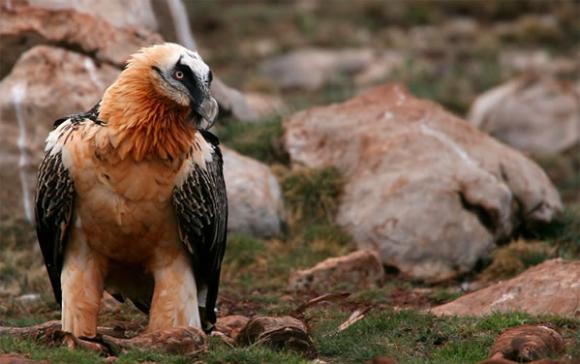 ¿Sabías que el quebrantahuesos se alimenta principalmente de huesos de cadáveres?