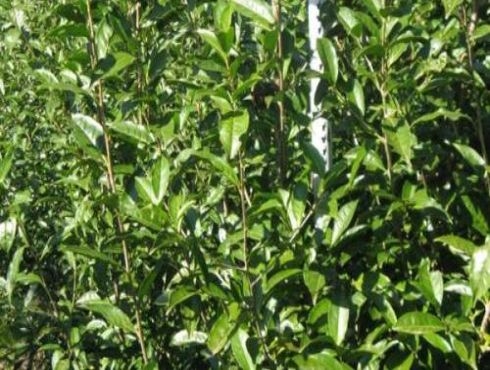 Investigadores Argentinos del INTA desarrollaron nuevos cultivares de té híbrido Chino