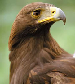 ¿Sabías que el pico de las aves funciona como una magnetrómetro que las orienta?