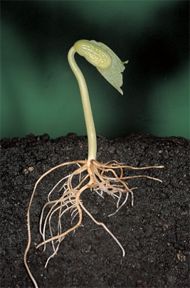 Científicos Argentinos revelan cómo crecen las células vegetales