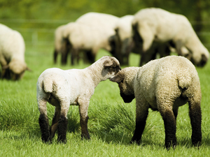 ¿Sirve de algo contar ovejas para dormir?