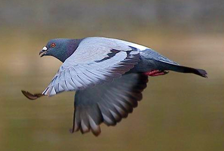 Las aves gastan más energía volando en grupo