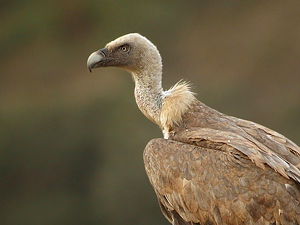 ¿Por qué los buitres y otras aves tienen el cuello desplumado?