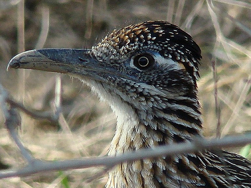 ¿Existe el pájaro correcaminos?