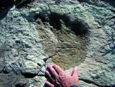 Científicos Argentinos develaron la velocidad de los titanosaurios