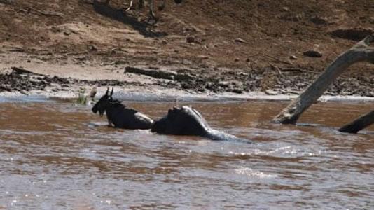 El hipopótamo samaritano que rescata animales