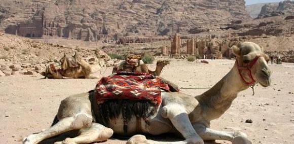 Una mezcla de leche y orina de camello puede poner fin al cáncer