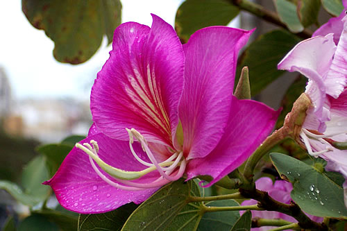 Comunidades Guaraníes preservan orquídeas nativas de la selva misionera