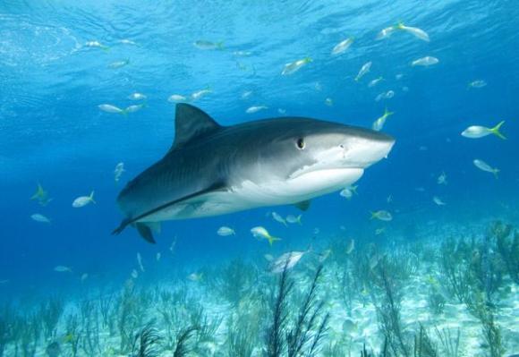 Los tiburones usan mapas mentales para nadar