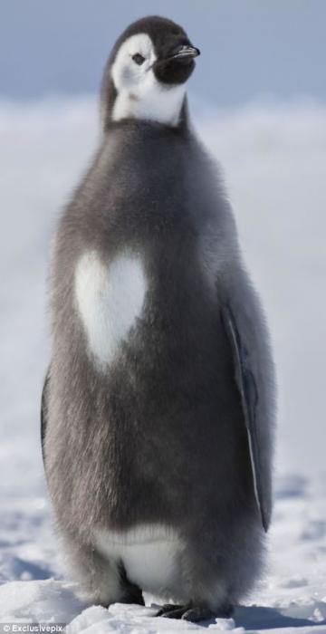Un pingüino con un corazón en el pecho: ‘El amor en un clima frío’