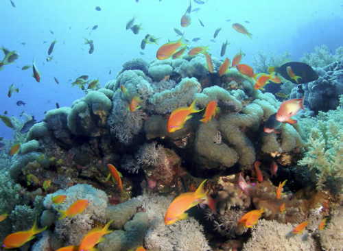 El declive de los océanos por la pesca y la acidez