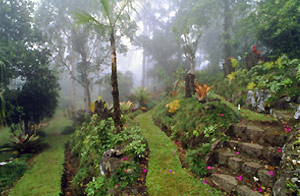 Las plantas mas raras del mundo