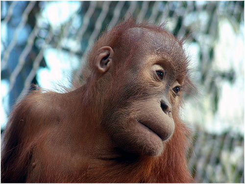 Las 10 principales especies en peligro de extinción