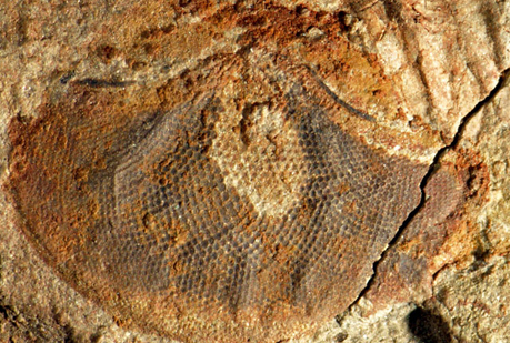 Los ojos más antiguos tienen 515 millones de años