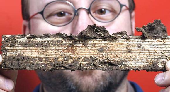 Las termitas pueden actuar como una refinería de biocombustibles  