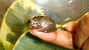 Biomimética: diseños punteros inspirados en la naturaleza 