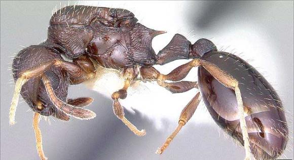 Las hormigas distinguen a sus enemigos