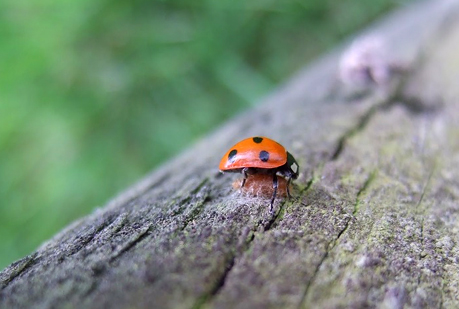  ¿Es cierto que hay mariquitas que actúan como ¨guardaespaldas¨ de otros insectos?