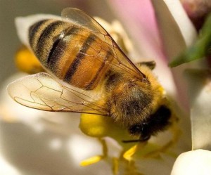 La abeja que produce miel, es capaz de contar!