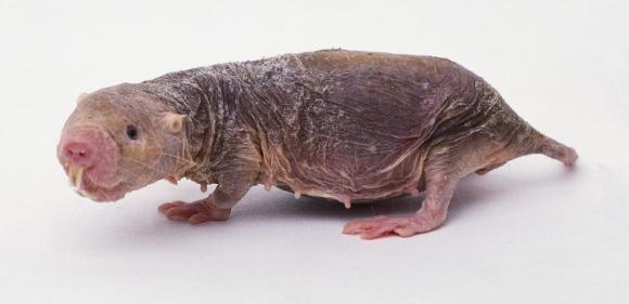 Este feo animal puede tener la clave del cáncer