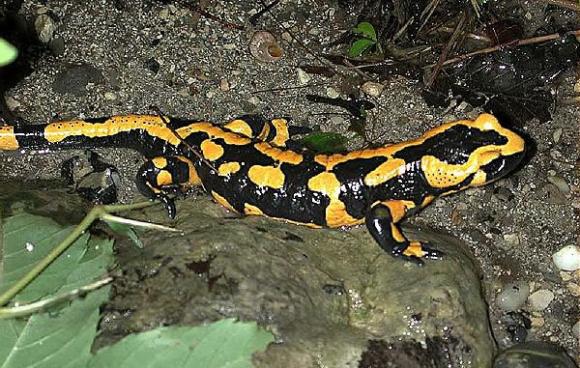 ¿Cómo logran las salamandras regenerar sus miembros?