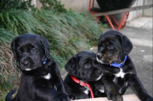 Nombres originales para perros 