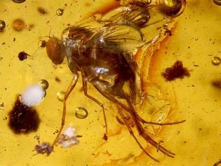 En Perú hallan fosilizadas en ámbar 4 especies de insectos y una de araña