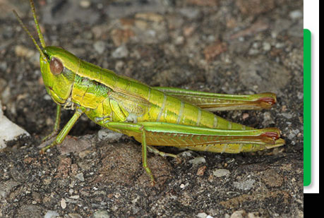 Las langostas tienen sus propias redes sociales.