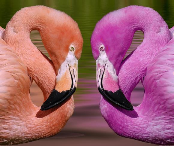Los Flamencos