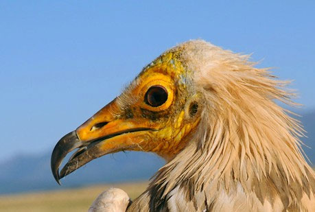 Las grandes aves se hacen sedentarias para sobrevivir.