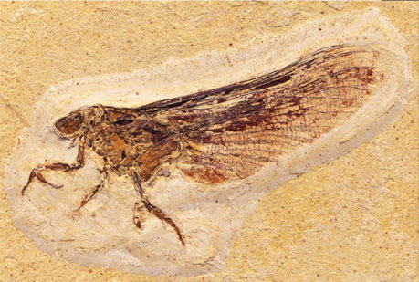 Nuevas pistas en la evolución de los insectos.