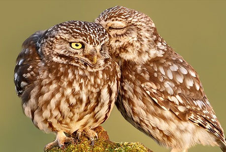 España, suspensa en la defensa de la biodiversidad.