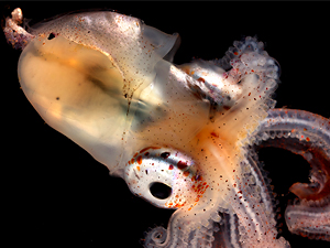 Concluye la vuelta al mundo de Malaspina.