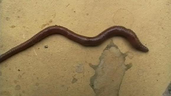 Un equipo científico Argentino desarrolló un método eficiente para extraer una enzima que disuelve coágulos de sangre con el fin de evitar infartos