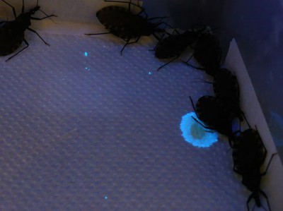 Científicos Argentinos descubren que la luz ultravioleta ayuda a detectar los agentes causantes del Chagas