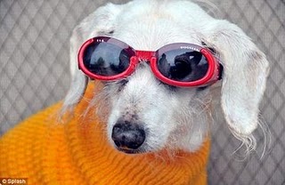 Perro que brilla bajo luz ultravioleta fue creado a través de clonación en Corea del Sur.