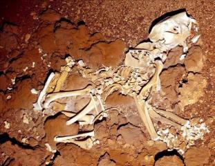 Hallan restos de un elasmoterio, rinoceronte prehistórico, en el sur de Rusia.