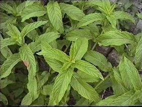 Menta: cultivo, cuidados y usos medicinales.