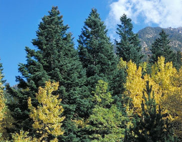 Injertos de púa: Injerto lateral en cuña en Coníferas.