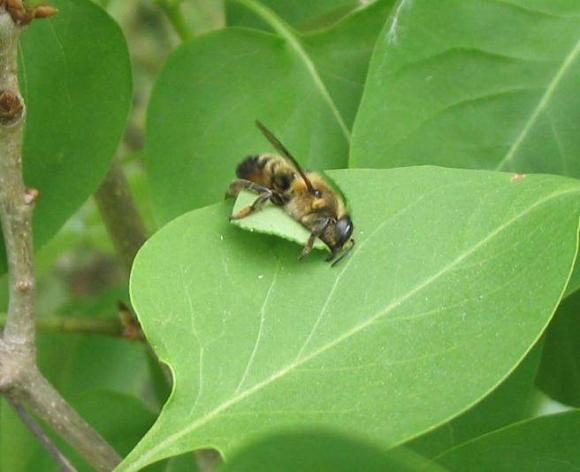 Plaga: Abeja Cortadora.