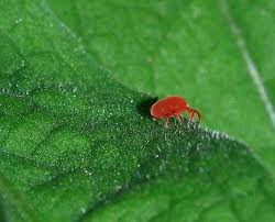 Plaga: Araña roja.