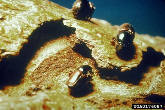 Plagas: Barrenillos.