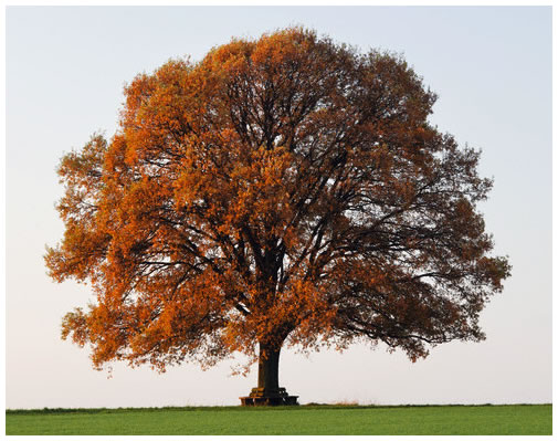BIENVENIDOS A PROTECCIÓN DE ARBOLES.