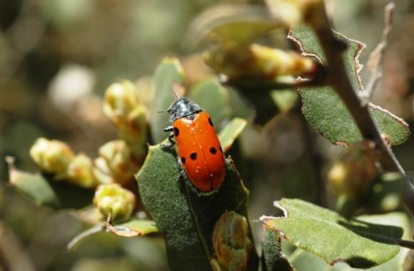 Plagas: Escarabajos Defoliadores.