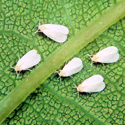 Plagas: Mosca Blanca.